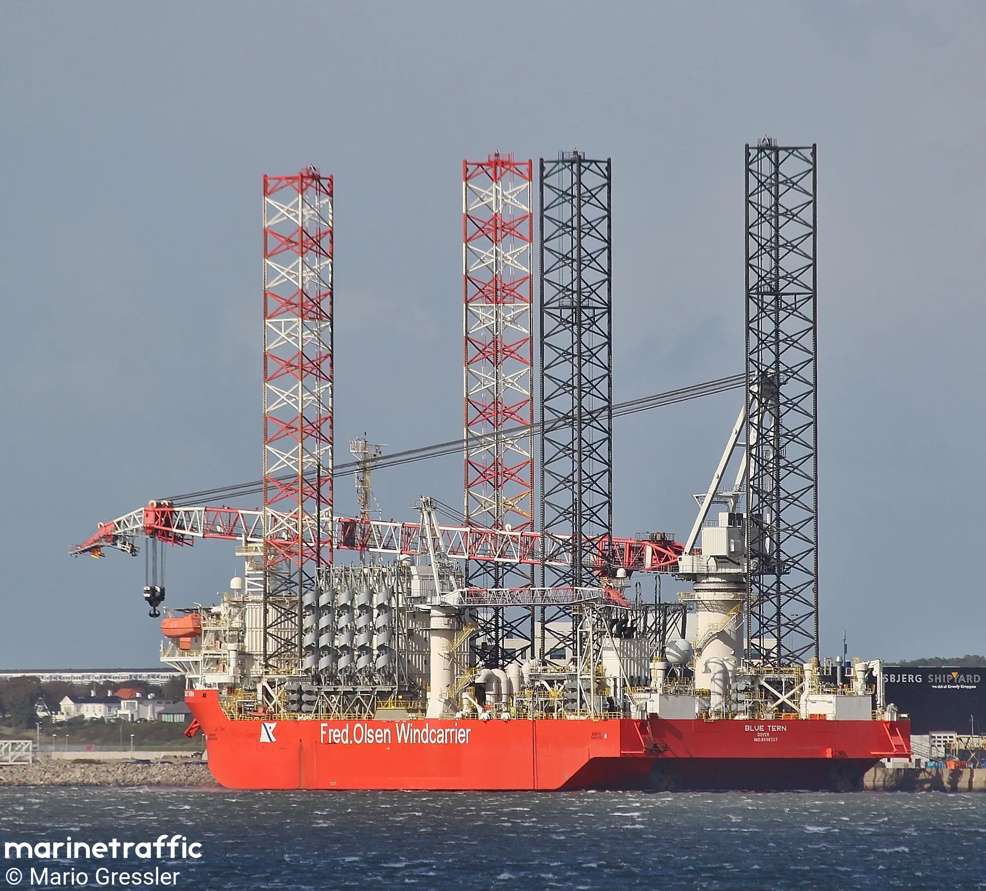 BLUE TERN 10